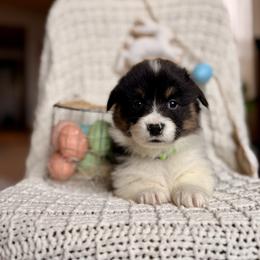 Green Female - Black and tan female Pembroke Welsh Corgi puppy in La Porte City, Iowa from Cedar River Corgis