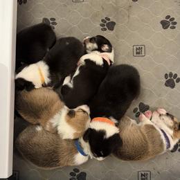 Pembroke Welsh Corgi puppies from Linda's Pembroke Welsh Corgis