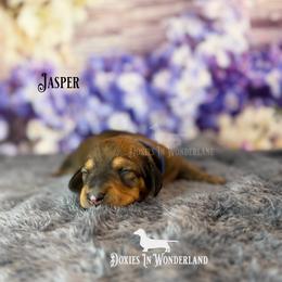 Jasper - Red male Dachshund puppy in Rainier, Oregon from Doxies in Wonderland