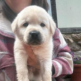 Bog- grey collar - Yellow male Labrador Retriever puppy in Isanti, Minnesota from Four Corners Family Labs