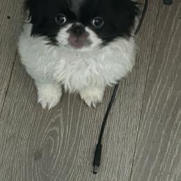 Lady - White and black female Japanese Chin puppy in Connecticut from Lissette's pups chins and bullies