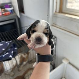 Girl 4 - Black and white female Basset Hound puppy in Las Animas, Colorado from J&D Dachsies