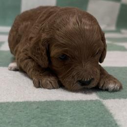 Elliott - Red male Cockapoo puppy in Sheridan, Missouri from Shepherdsfold’s Cockapoos