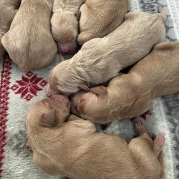 Female 3 - Golden female Golden Retriever puppy in Bonanza, Oregon from Gold 'N Dust Ranch