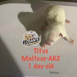 Titus - White male Maltese puppy in Paden, Oklahoma from Logan's Perfect Puppies