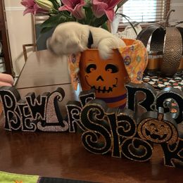 Golden Retriever Puppies from Tupelo Honey Farm's Golden Retrievers