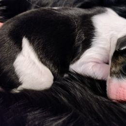 English Springer Spaniels from Canyon Sage Springers
