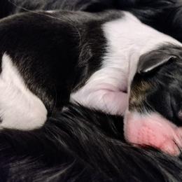 English Springer Spaniels from Canyon Sage Springers