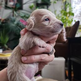 Red Girl - Cream female Dachshund puppy in Madison, Wisconsin from CC's Dachshunds