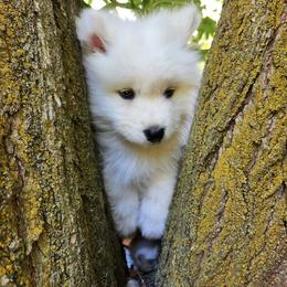 Samoyed Puppies from Carriage Court Kennels