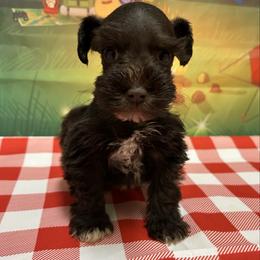 Liver Girl - Liver female Miniature Schnauzer puppy in Clover, South Carolina from Bobo’s Babies Kennels