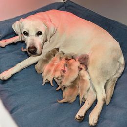 2nd pick - Yellow female Labrador Retriever puppy in New Harmony, Indiana from Bayou Creek Retrievers