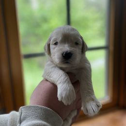 Goldendoodle Puppies from Island Doodles of Maine