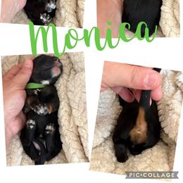 Monica - Tri-color female Bernedoodle puppy in Chattanooga, Tennessee from Scenic City Doodles