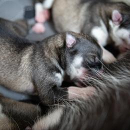 Siberian Husky Puppies from Ivie Huskies