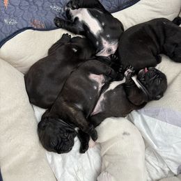 French Bulldog All Grown Up from Pipsters