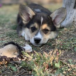 Pembroke Welsh Corgi Puppies from BriarFox Welsh Corgis