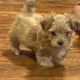 Morkie Puppies from Derisha's Morkies