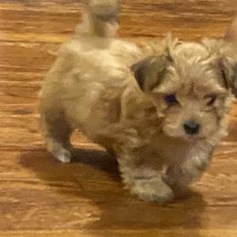 Morkie Puppies from Derisha's Morkies
