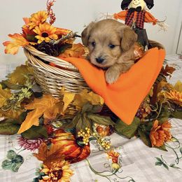 Assorted Doodle Crosses Puppies from Cotton Rose Kennels