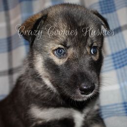 Siberian Husky Puppies from Crazy Cookies Huskies