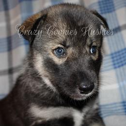 Siberian Husky Puppies from Crazy Cookies Huskies