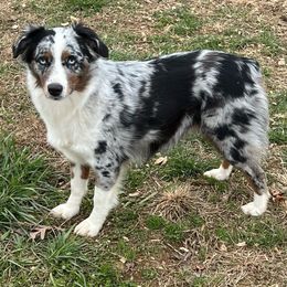Willow - Miniature Australian Shepherd