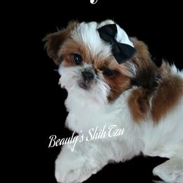 Sale- Lainey - Red and white female Shih Tzu puppy in Manteca, California from Beauty's Shih Tzu (California)