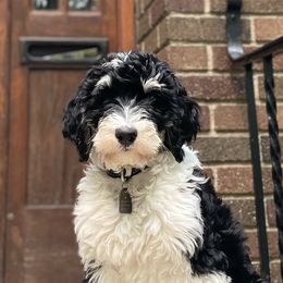 Bernedoodle All Grown Up from Bernedoodlesbest