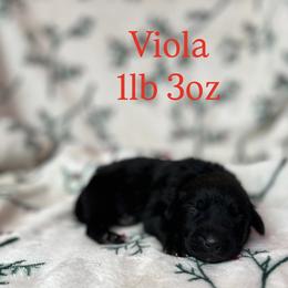 Viola - Black female Labrador Retriever puppy in Puyallup, Washington from 12 Door Farm Labradors