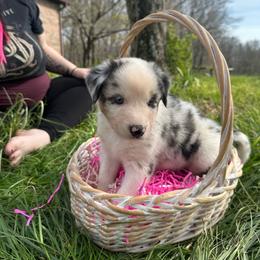 Tabby - Blue merle female Australian Shepherd puppy in Oakland City, Indiana from Moonlightaussies