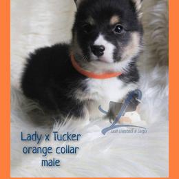 Orange Male - Black and tan male Pembroke Welsh Corgi puppy in Wayne City, Illinois from Lash Livestock & Corgis