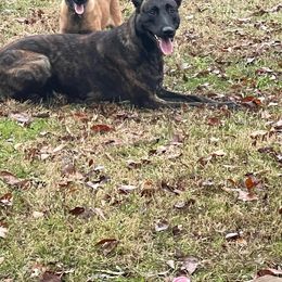 Dutch Shepherd and German Shepherd Puppies from ColesPoliceDogs