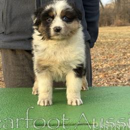 Girl 2 - Blue merle female Australian Shepherd puppy in Lowell, Indiana from Bearfoot Aussies and Tollers