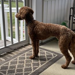 Goldendoodles from Asias NC miniature golden doodles