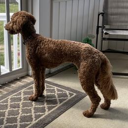Goldendoodles from Asias NC miniature golden doodles
