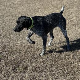 Millie - German Shorthaired Pointer