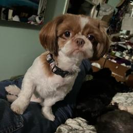 Ellie - Shih Tzu