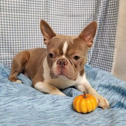 Slayter - Boston Terrier
