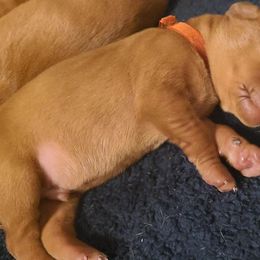 Vizsla Puppies from Ann's Vizslas