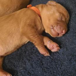 Vizsla Puppies from Ann's Vizslas
