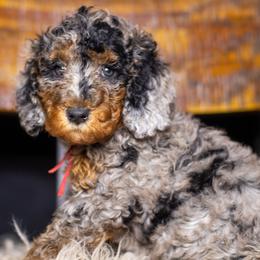 Bentley - Blue merle male Bernedoodle puppy in Tyner, Kentucky from Good Dog Doodles