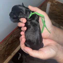 Green Collar - Black male Schnoodle puppy in Winchester, Tennessee from Mahaffey’s Doodles
