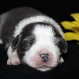 Bailey - Dilute blue female Australian Shepherd puppy in Colorado Springs, Colorado from Rocky Mountain Aussies