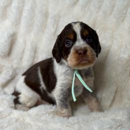 Aqua girl - Tri-Roan female English Springer Spaniel puppy in Fairfield, California from Goldridge Springers