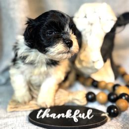 Havanese Puppies from palmetto puppies