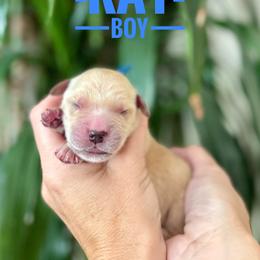 Ray - Golden male Golden Retriever puppy in El Cajon, California from Grove Haven Canines