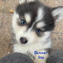 Banner boy - Blue male Pomsky puppy in Isanti, Minnesota from Magnum Pomskies