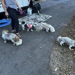 Shih Tzu All Grown Up from Beachamp’s Shih tzu’s