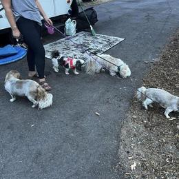 Shih Tzu All Grown Up from Beachamp’s Shih tzu’s